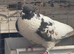 10 Pigeons For Sale mixed breeds