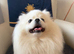 Incredible Teddy Bear Pom Girl