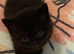 British Shorthair Kittens