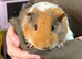 Two Female Guinea Pigs
