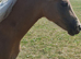 Registered Sec B Palomino Filly,looking for 5* Home