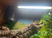 Leopard gecko and enclosure