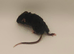 beautiful mice