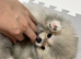 Fluffy Grey & Cream Pomeranian Puppy - Super Affectionate, Playful & Healthy