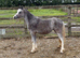 Shetland x welsh filly