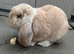 ALL RESERVED. Pure bred French lop litter