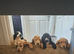 Cocker spaniel puppys