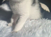 Only 4 left ! Gorgeous fluffy kittens ready