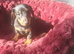 Mini Dachshund