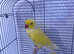 Beautiful rare yellow male Ringneck