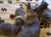 Russian Blue kittens - ONE Girl left