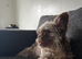 Fluffy frenchie