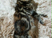 beautiful maine coon x tabby cats kittens