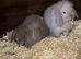 Lop lionheads females