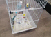 Male and female budgies
