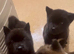 Akita pups