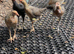 2 pairs of modern game bantams