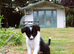 ****1 Stunning Male Border Collie Puppy****