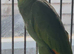 Stunning young Amazon parrot