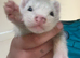 8 week ferret rehome
