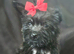 Yorkshire terrier x Cairn terrier yorkie