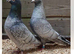 Rubella spread rare colour racing pigeons high quality
