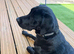 Heartbreaking sale of highly trained pup