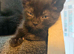 8 weeks old kittens
