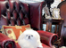 Stunning top quality Pekingese puppies