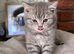 British short hair kittens