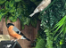 Serbian bull finches