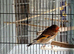 Goldfinch mules for sale males and females