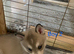 6 puppies