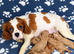 Cavapoo puppys ready to go