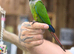Green cheek conure