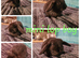 2 mini lop boys ready for reserve