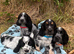 Show type cocker spaniel puppies