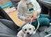 Miniature Jack Russell + Maltese