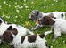 Cocker spaniel puppies