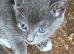 Farm reared kittens ready now