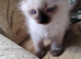 Two beautiful Pure Bred Ragdolls looking for a loving home