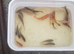 Various Gold Fish / Pond Fish Babies various colours