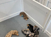 Mini dachshund