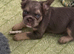 Isabella Lilac and Tan Fluffy French Bulldog Puppies