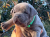 BLUE STAFFY PUPS