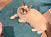 Ragdoll X Persian