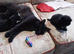 Playful Kittens for sale. 30.00 Pounds. Each