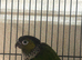 Pair of Black-Capped Conures