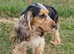 SHOW COCKER SPANIELS