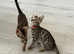 Full pedigree registered bengal kitten